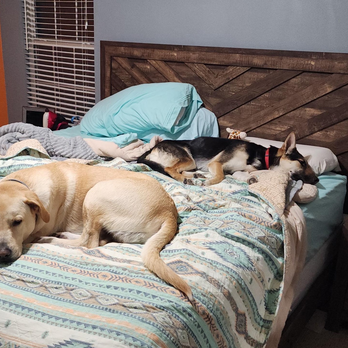 Enlarge Honey, an adopted German Shepherd Dog in Colcord, OK image 4/4