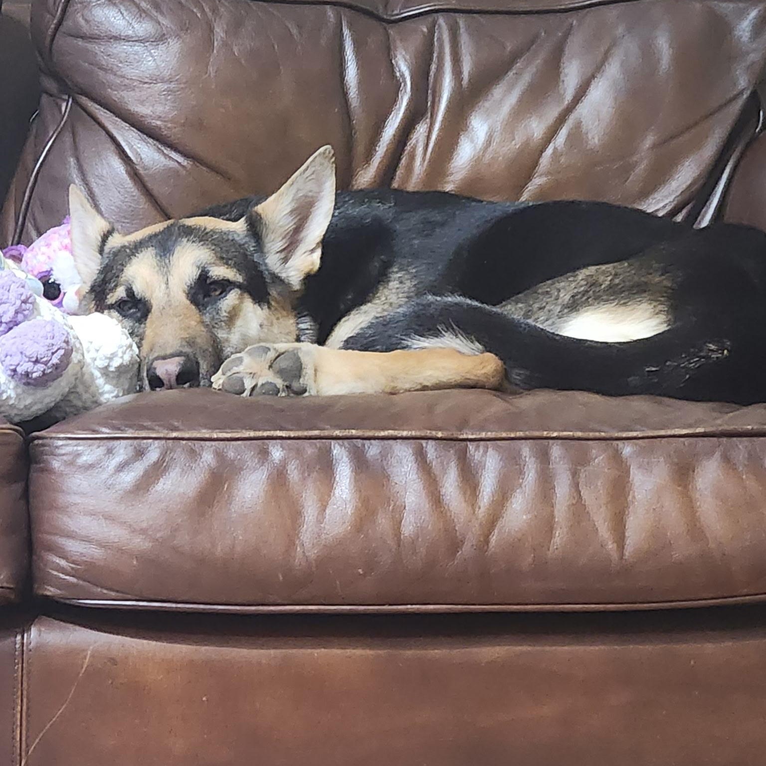 Enlarge Honey, an adopted German Shepherd Dog in Colcord, OK image 3/4