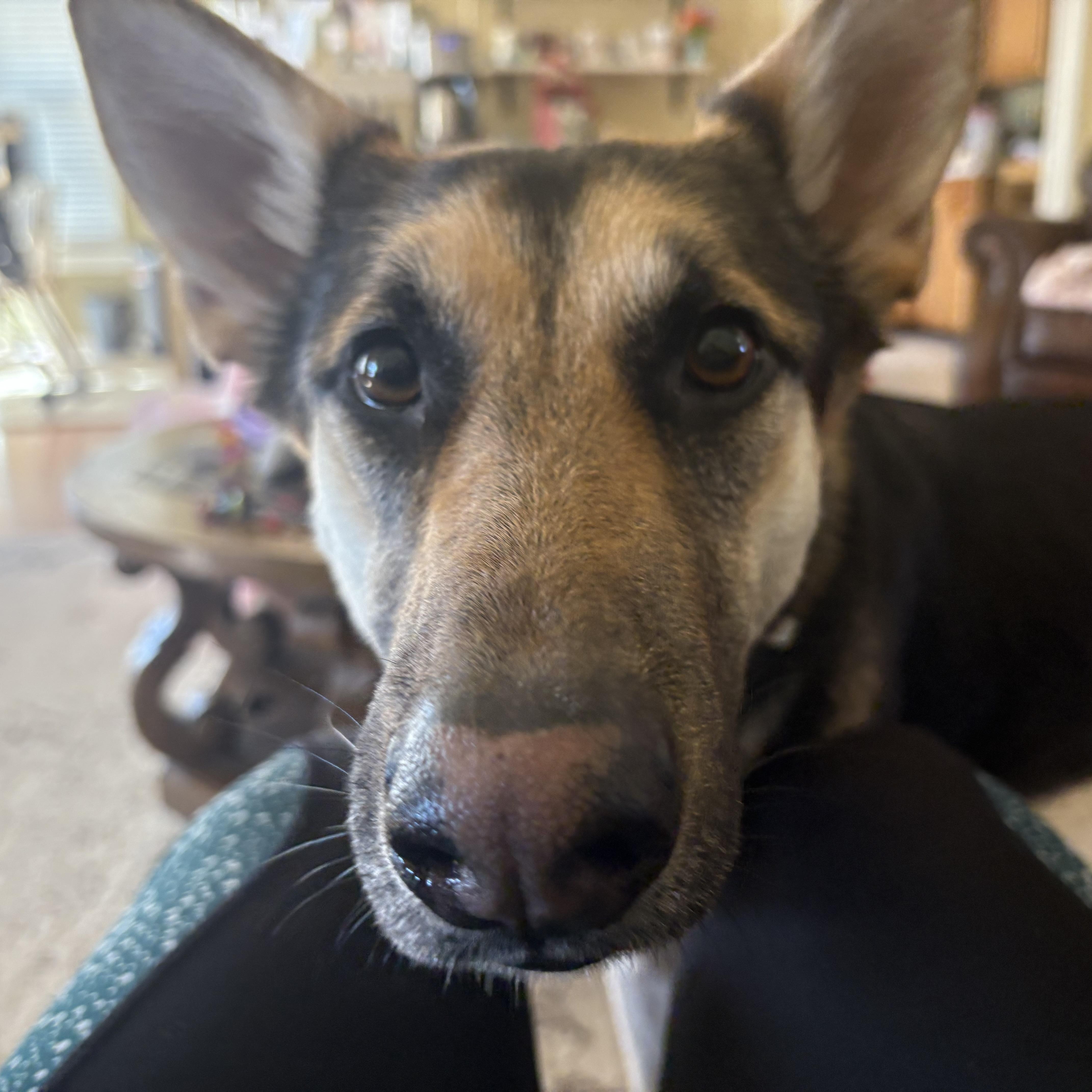 Enlarge Honey, an adopted German Shepherd Dog in Colcord, OK image 1/4