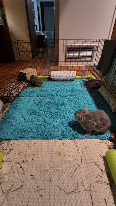 Enlarge Megumi, a Adoptable mixed breed in Longwood, FL video 5/5