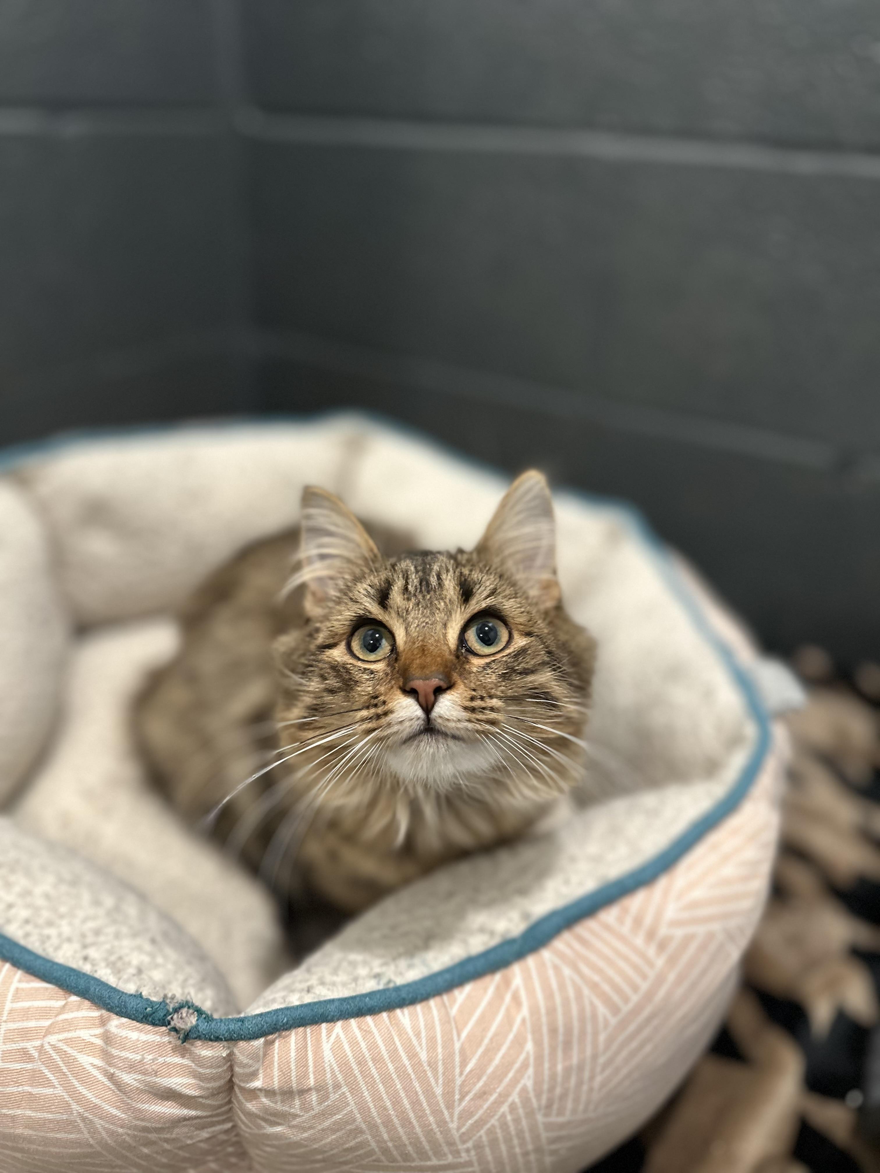 Enlarge Betty, a ADOPTABLE Domestic Long Hair in Medford, NJ image 2/2
