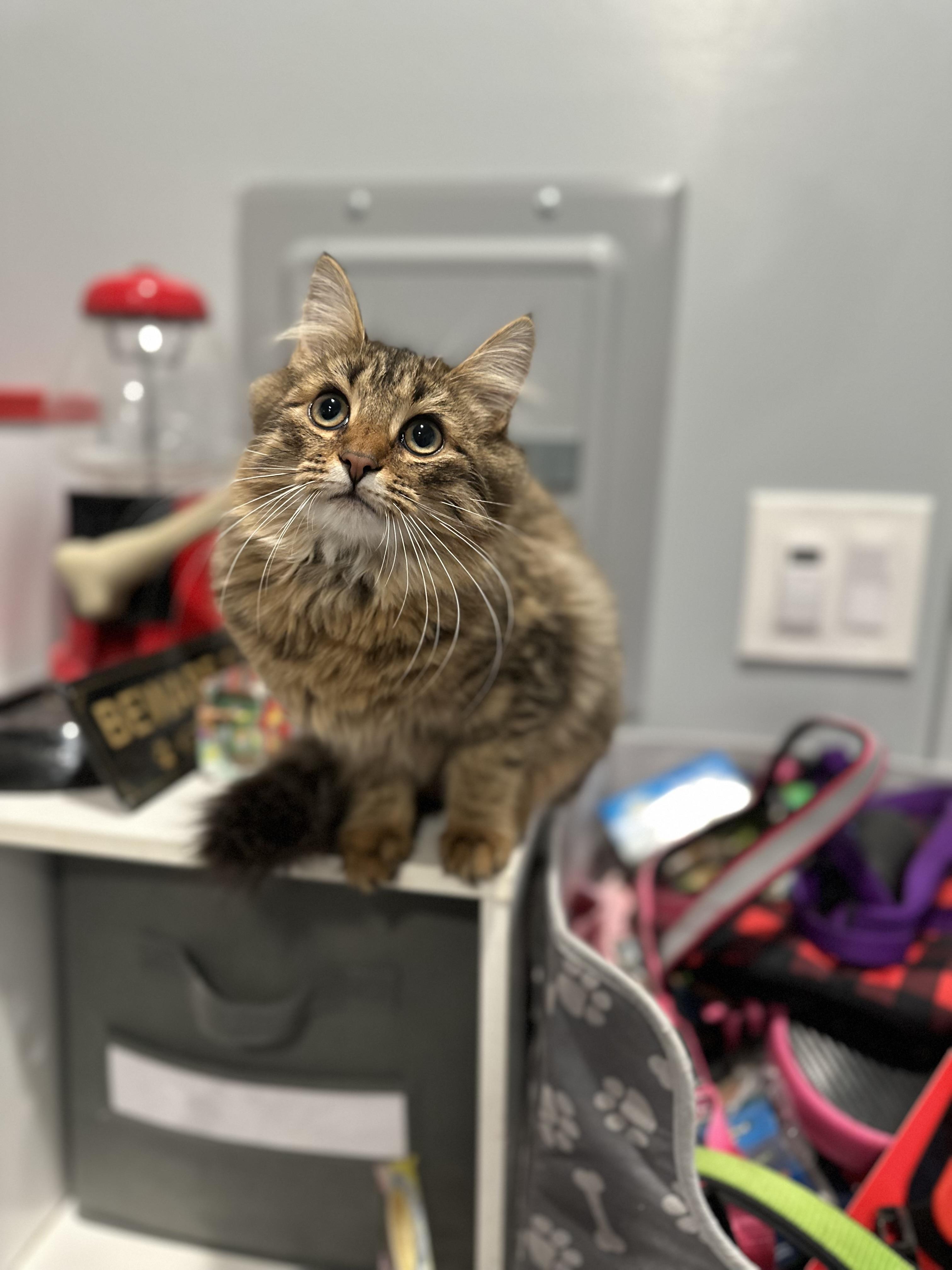 Betty, ADOPTABLE, Young Female Domestic Long Hair.