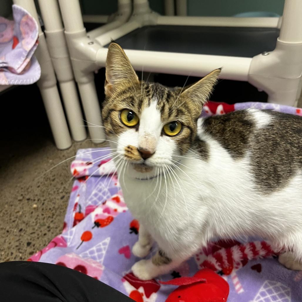 Enlarge Cranberry, a Adoptable Domestic Short Hair in Keizer, OR image 1/3