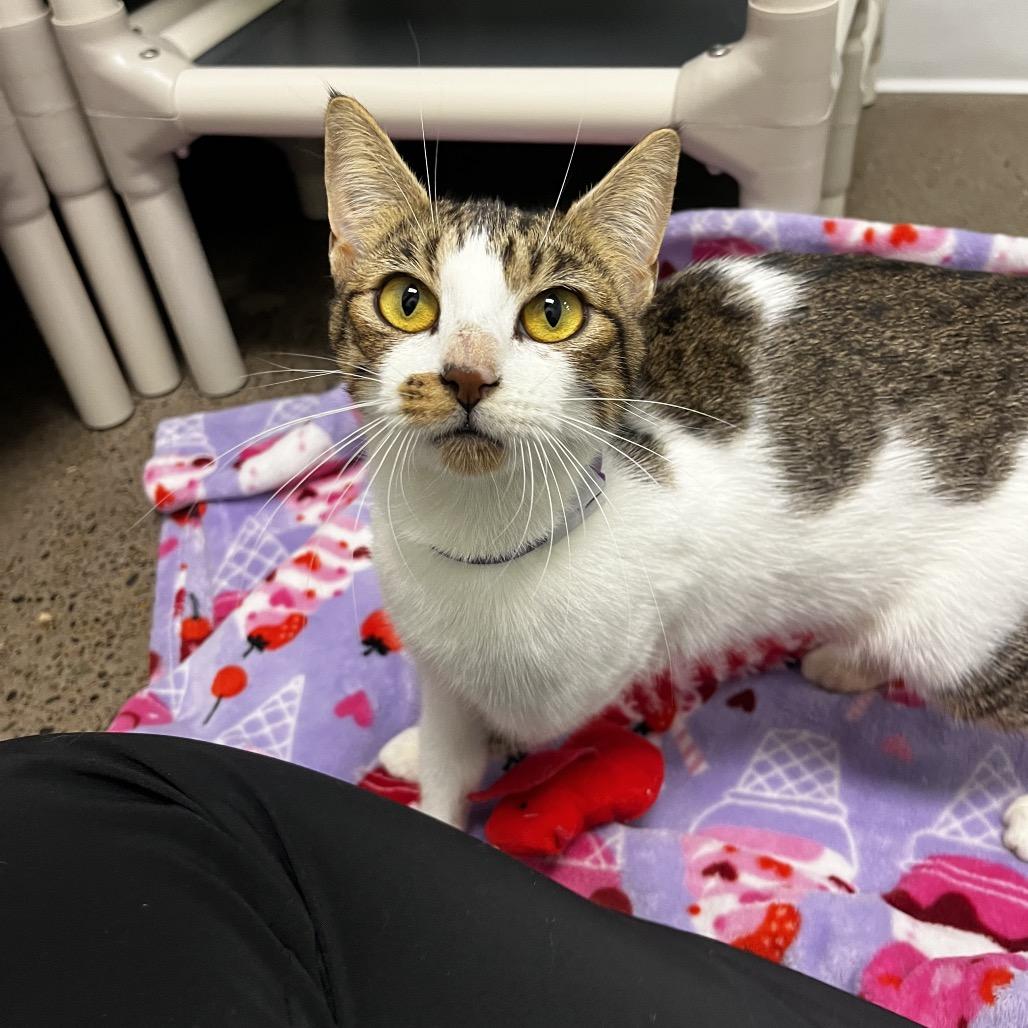 Enlarge Cranberry, a Adoptable Domestic Short Hair in Keizer, OR image 2/3