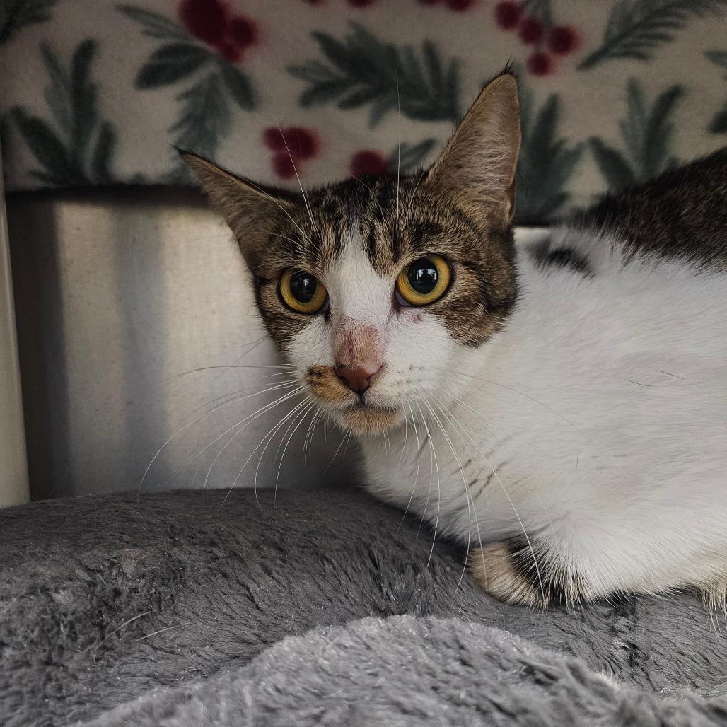 Enlarge Cranberry, a Adoptable Domestic Short Hair in Keizer, OR image 1/1