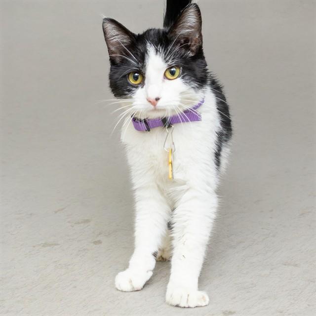 PANDA, Adoptable, Young Female Domestic Short Hair.