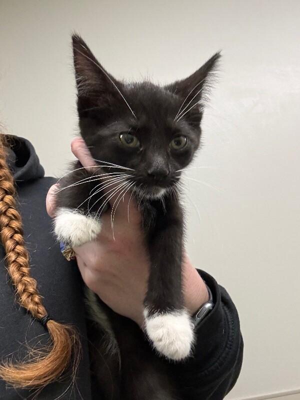 Gravel, a Adoptable Domestic Short Hair in Osseo, MI image 1/2