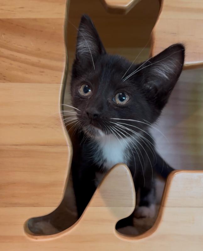 Gravel, a Adoptable Domestic Short Hair in Osseo, MI image 2/2