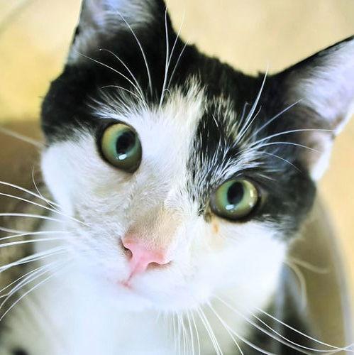 Harry - AC Kitty!, Adoptable, Young Male Domestic Short Hair.