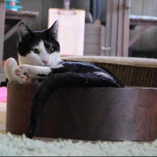 Harry - AC Kitty!, a Adoptable Domestic Short Hair in Laramie, WY image 2/3