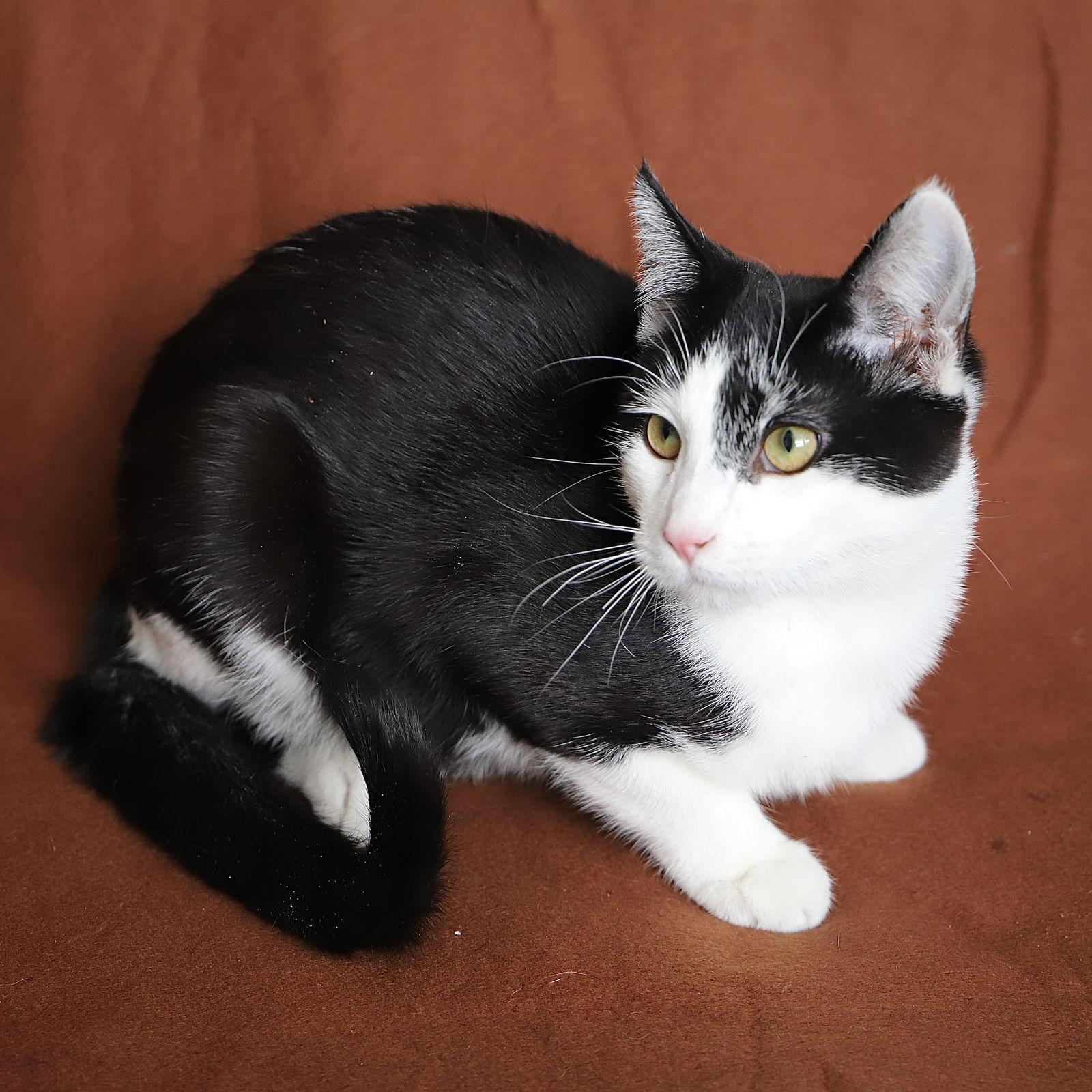 Harry - AC Kitty!, a Adoptable Domestic Short Hair in Laramie, WY image 3/3