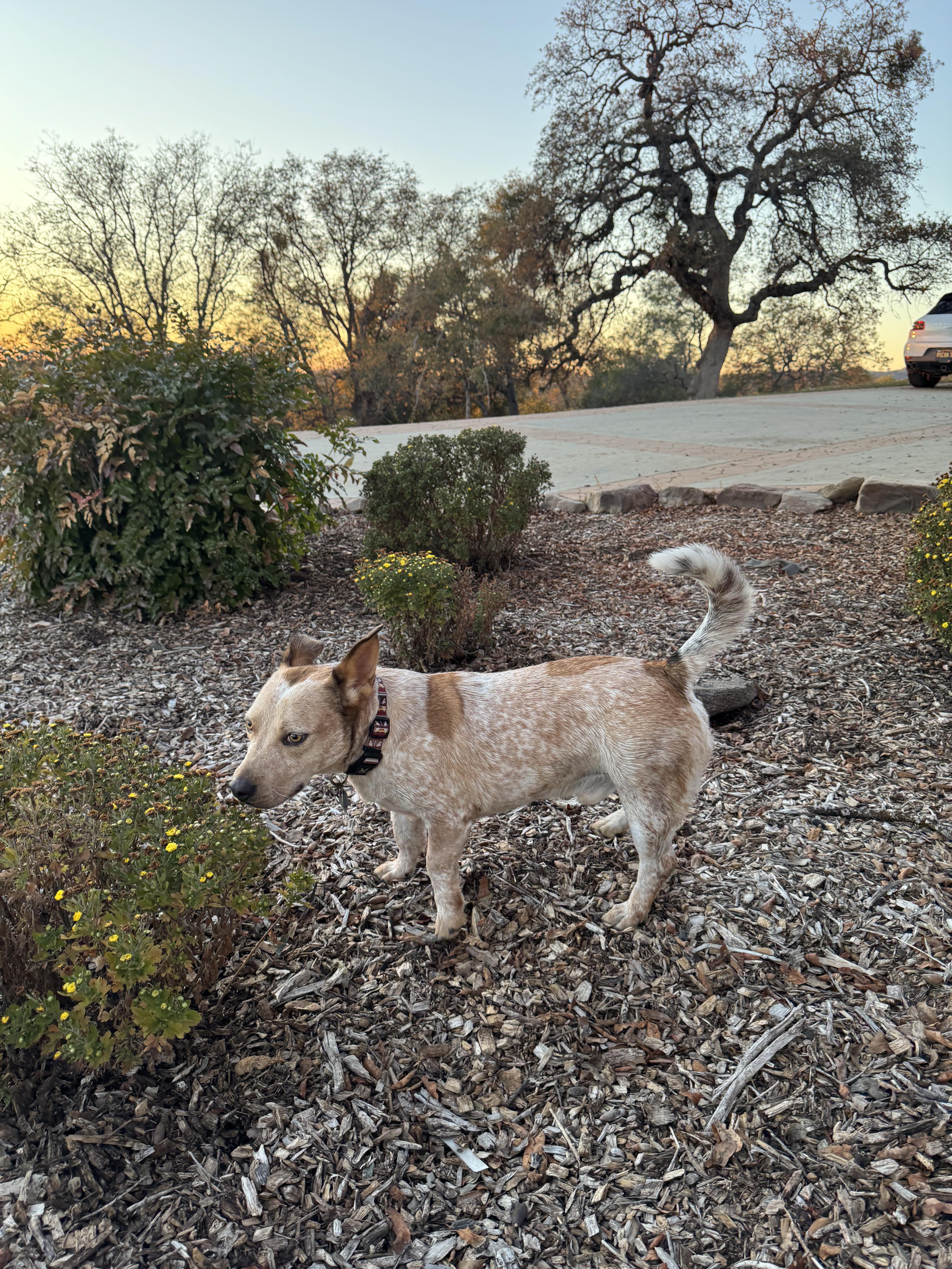 Fred, Adoptable, Young Male Australian Cattle Dog / Blue Heeler & Corgi.