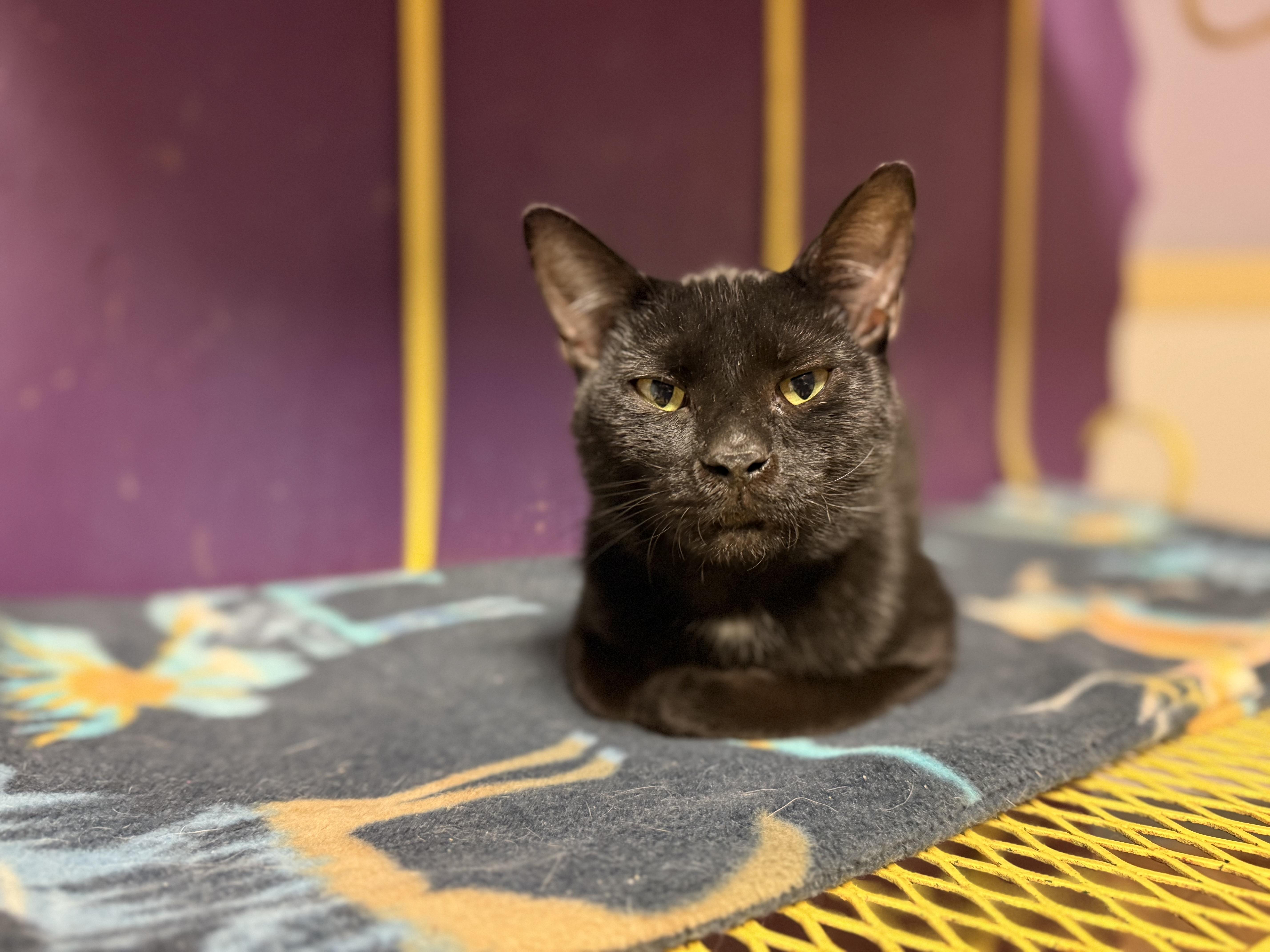 Enlarge Jamie, a Adoptable Domestic Short Hair in Varnville, SC image 1/1