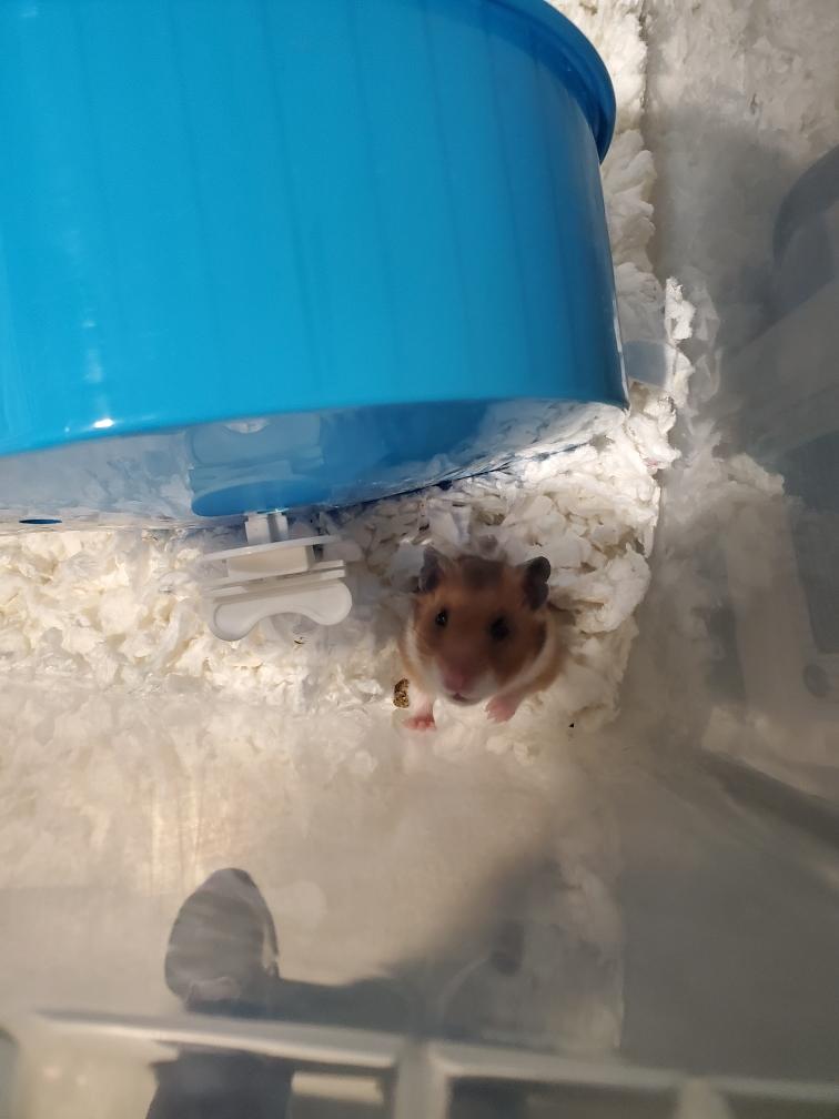 Enlarge Mashed Potatoes, a Adopted Hamster in Key West, FL image 1/1