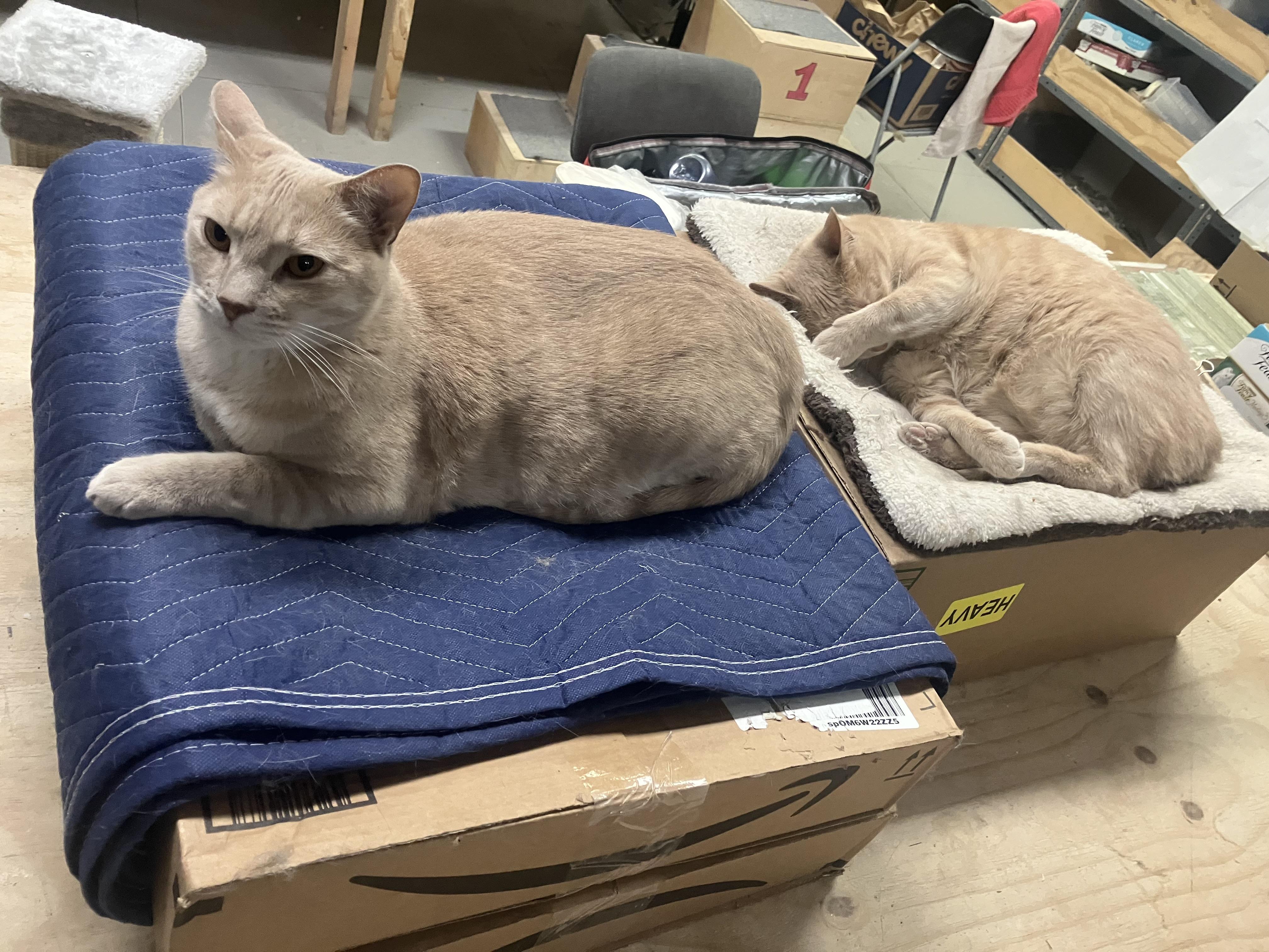 Enlarge Onyx and Bianco, a ADOPTABLE Domestic Short Hair in Brooklyn, NY image 6/6
