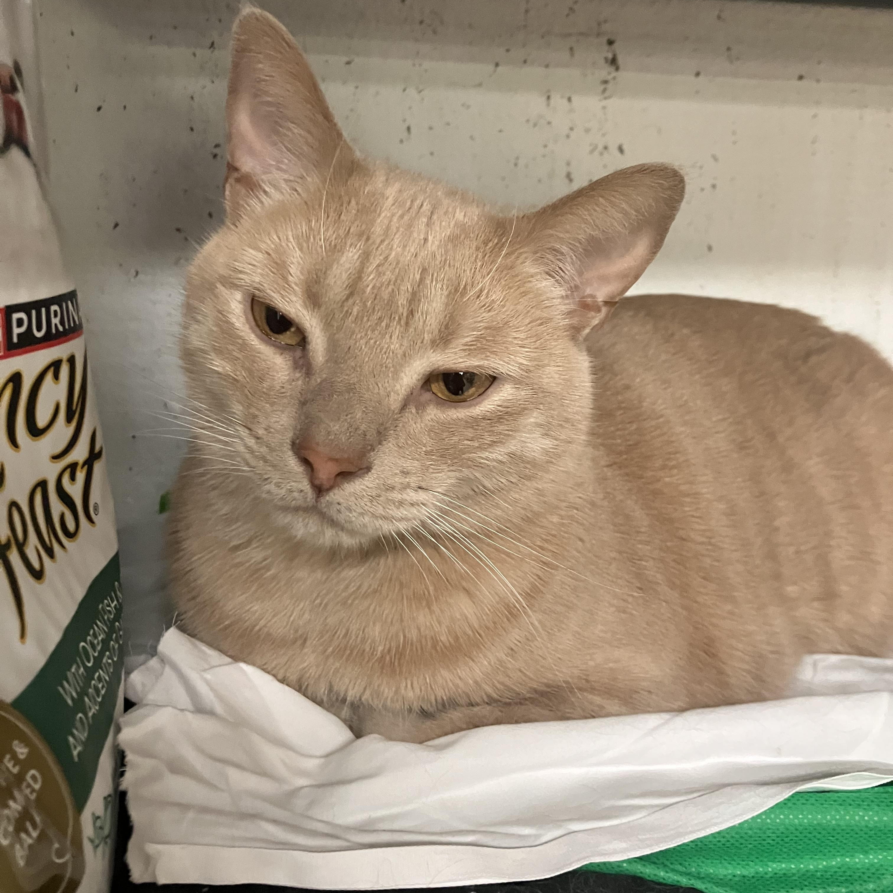 Enlarge Onyx and Bianco, a ADOPTABLE Domestic Short Hair in Brooklyn, NY image 5/6