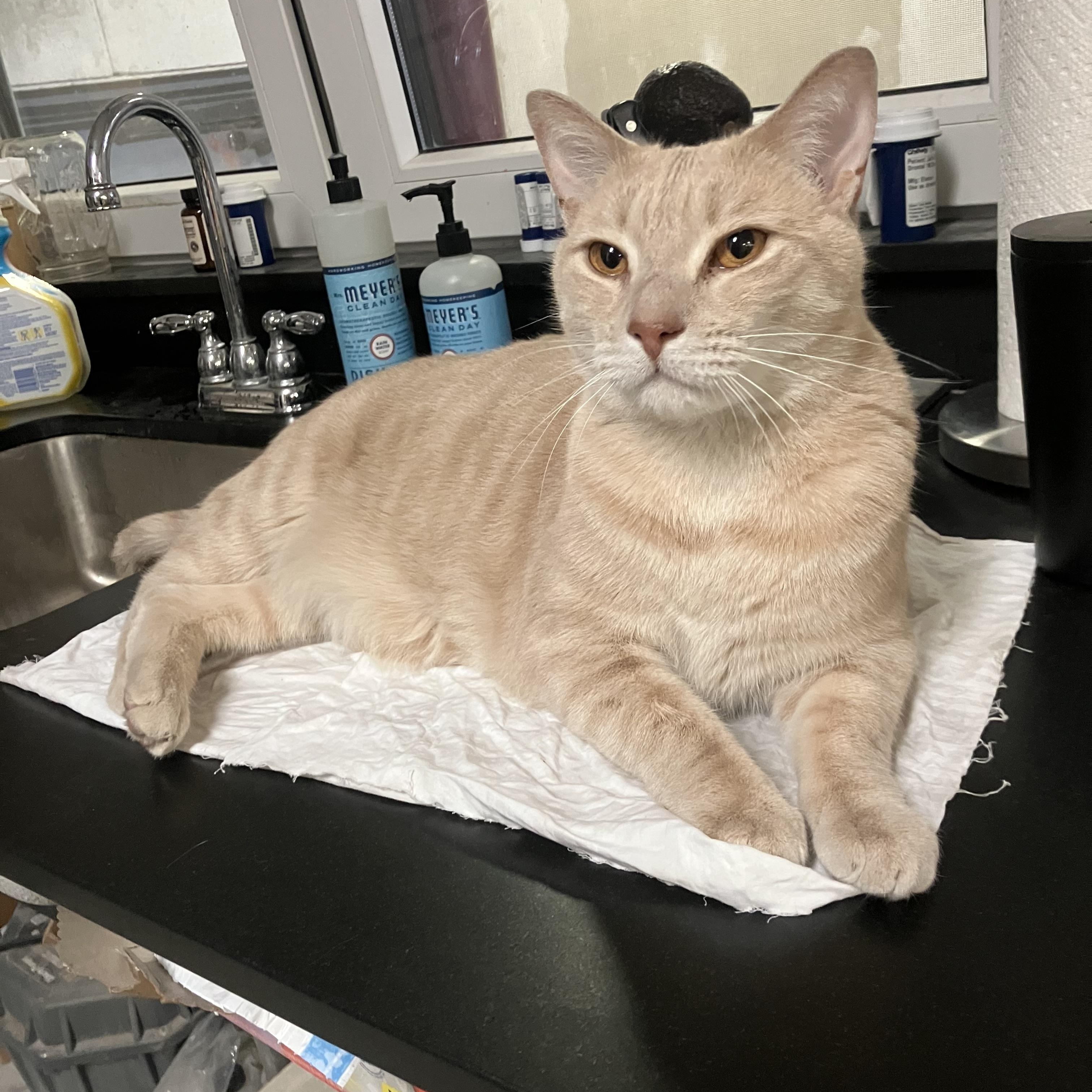 Enlarge Onyx and Bianco, a ADOPTABLE Domestic Short Hair in Brooklyn, NY image 3/6