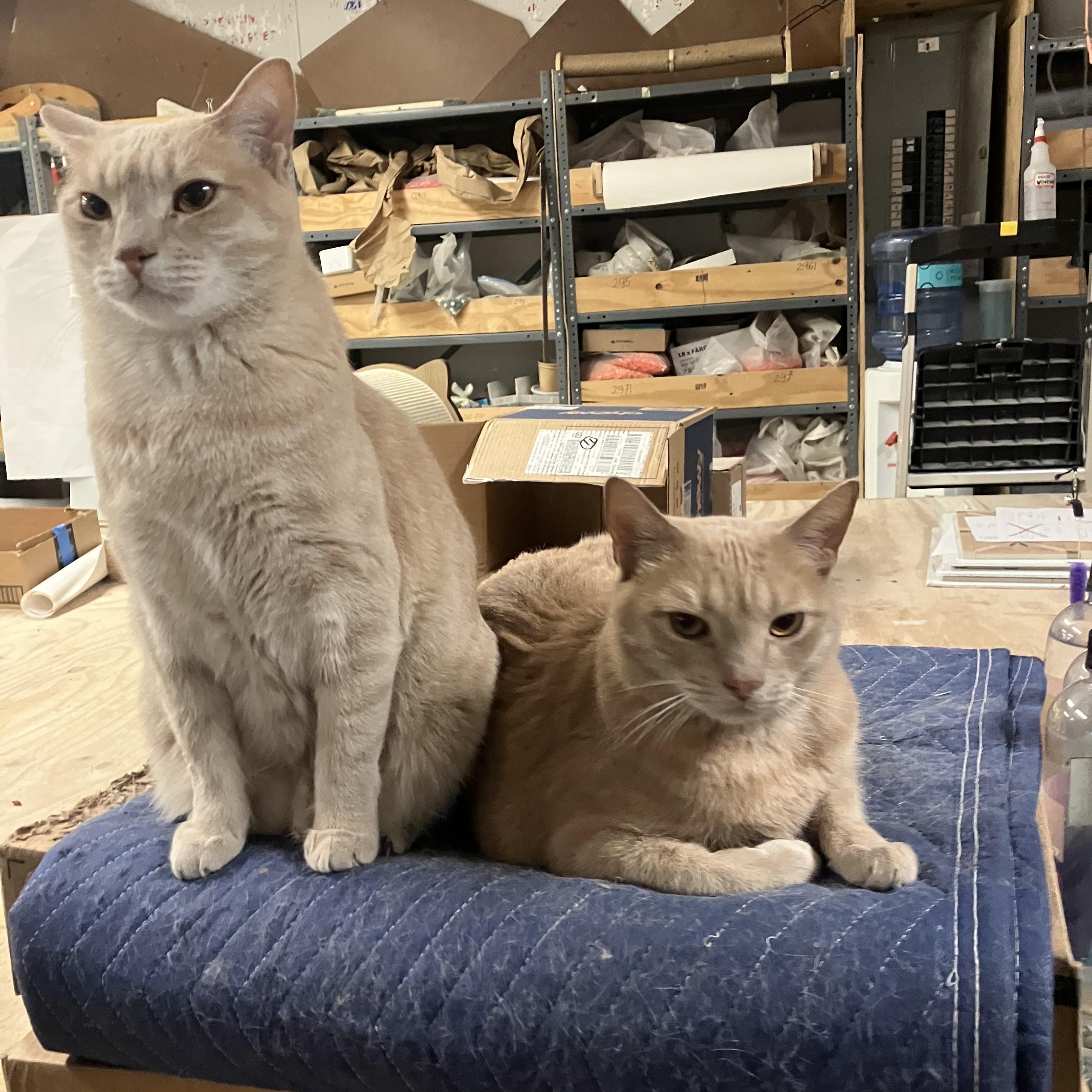 Enlarge Onyx and Bianco, a ADOPTABLE Domestic Short Hair in Brooklyn, NY image 4/6