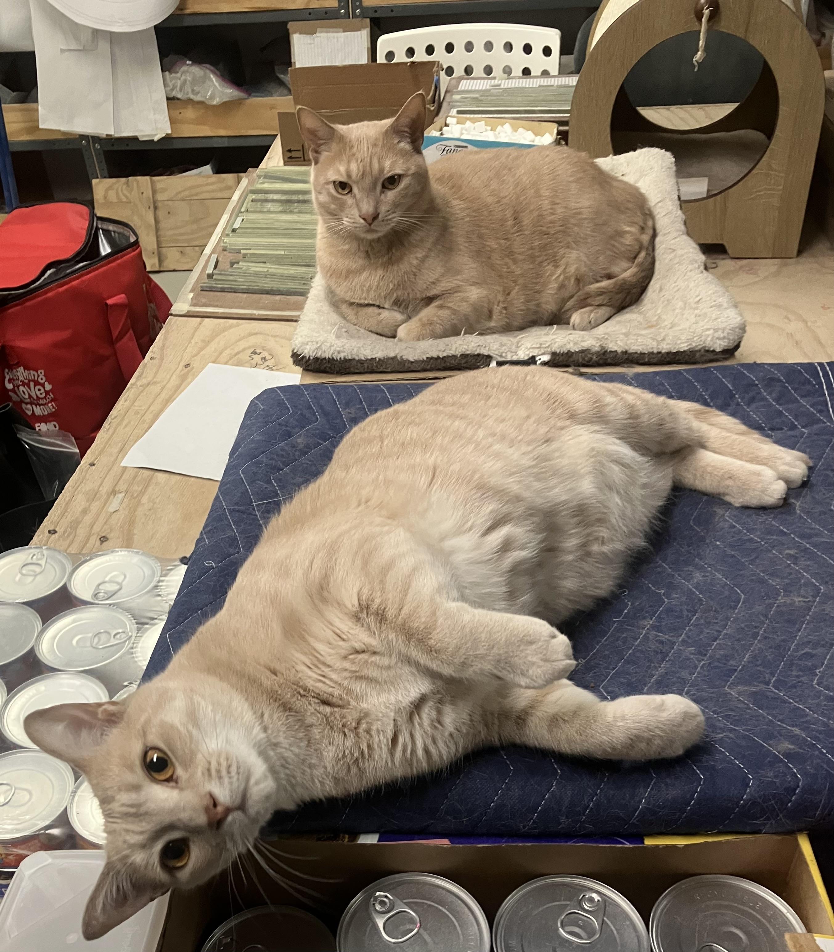 Onyx and Bianco, ADOPTABLE, Adult Male Domestic Short Hair.