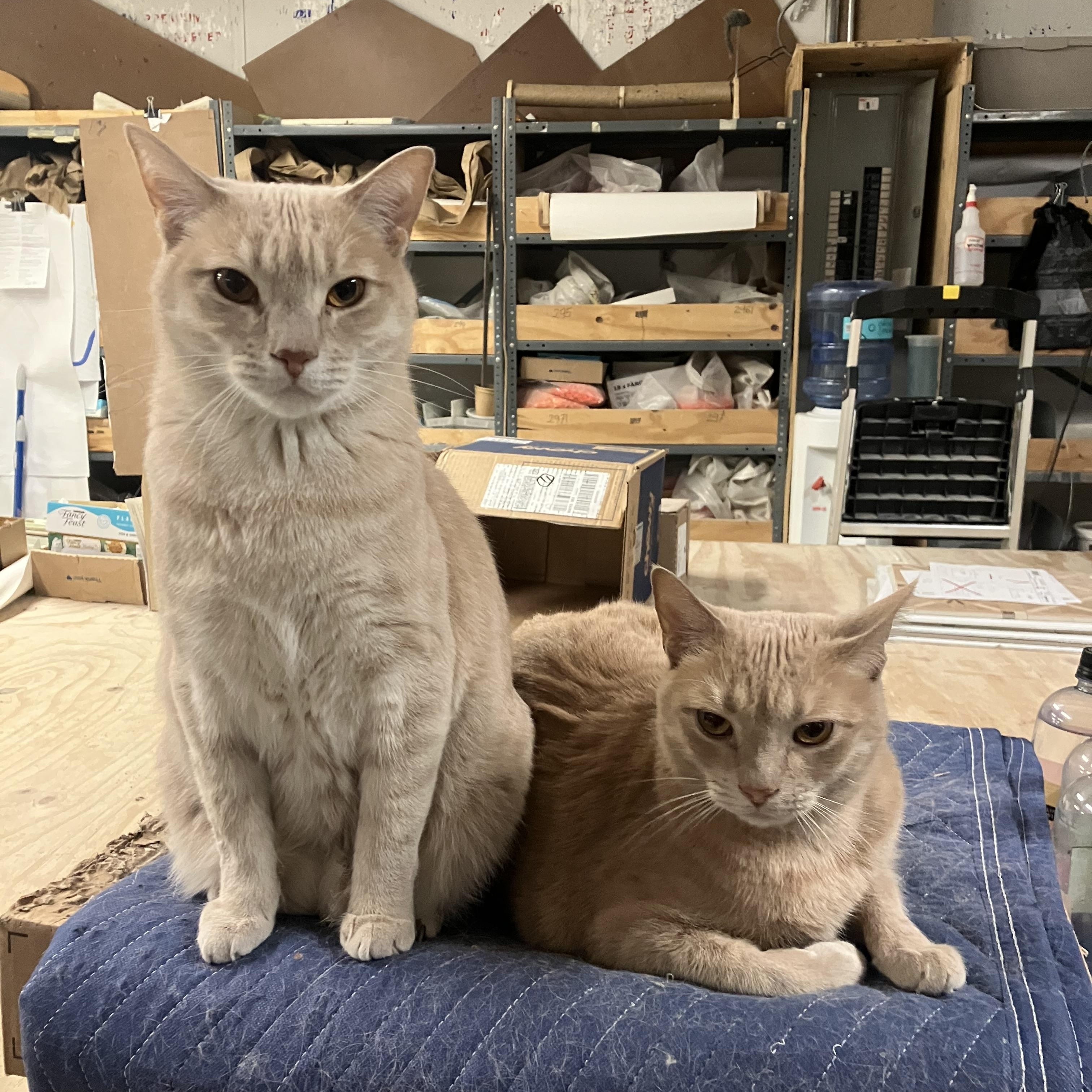 Enlarge Onyx and Bianco, a ADOPTABLE Domestic Short Hair in Brooklyn, NY image 2/6