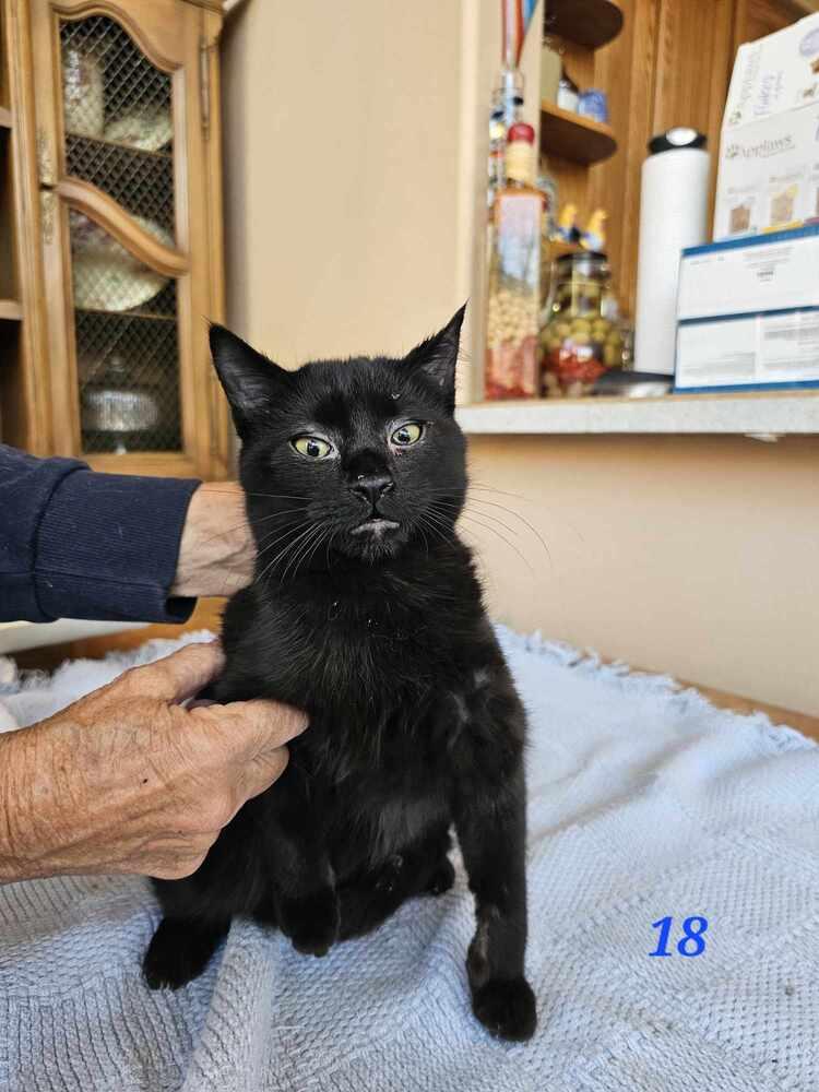 Bagheera, Adoptable, Young Male Domestic Short Hair.