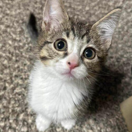 Nick, Adoptable, Kitten Male Tabby & Domestic Short Hair.