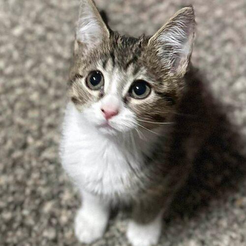 Nick, Adoptable, Kitten Male Tabby & Domestic Short Hair.