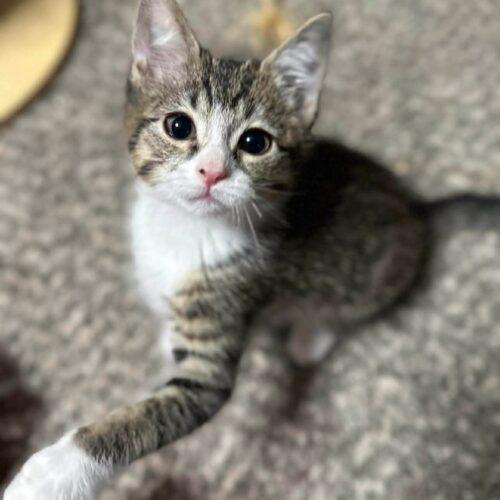 Enlarge Nick, a Adoptable mixed breed in Edmond, OK image 3/5