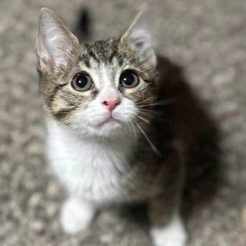 Enlarge Nick, a Adoptable mixed breed in Edmond, OK image 4/5