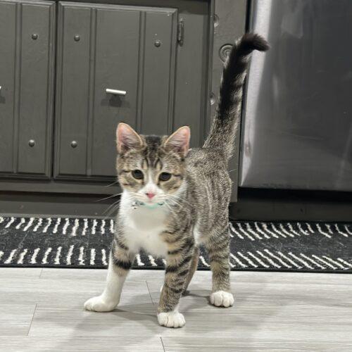 Nick, a Adoptable mixed breed in Edmond, OK image 4/5
