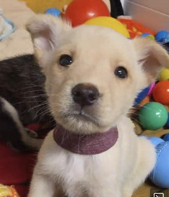 Byron, Adoptable, Puppy Male Husky & Siberian Husky.