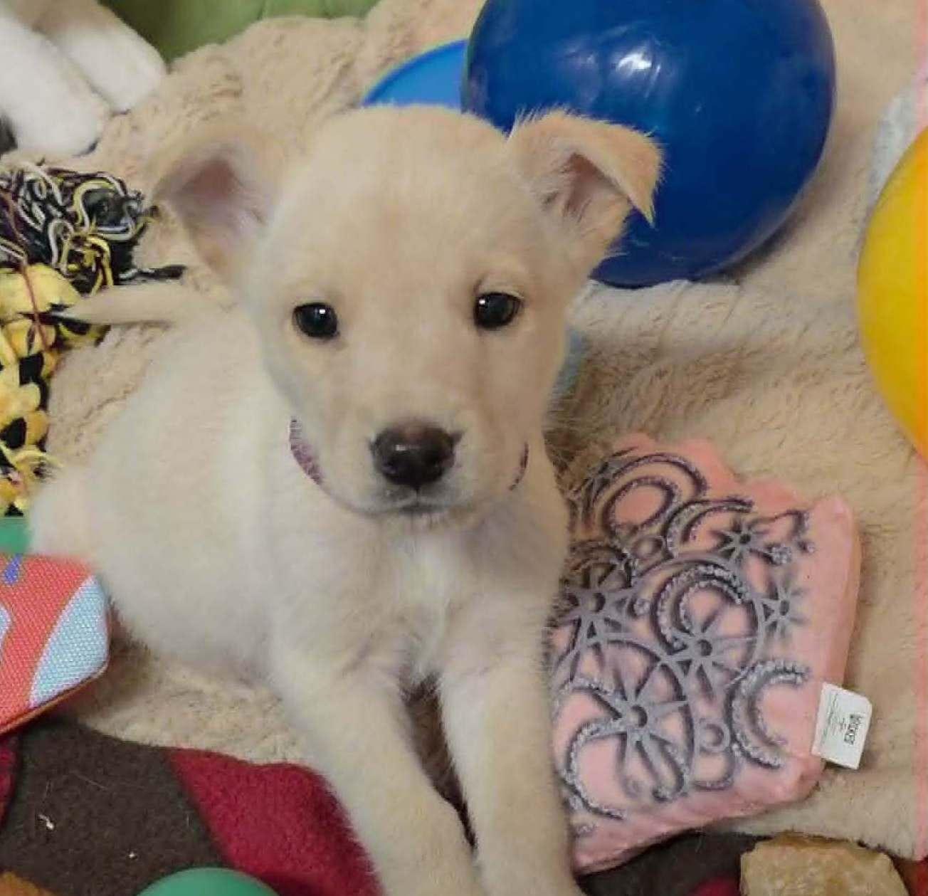 Byron, a Adoptable mixed breed in Cottonwood Heights, UT image 2/5
