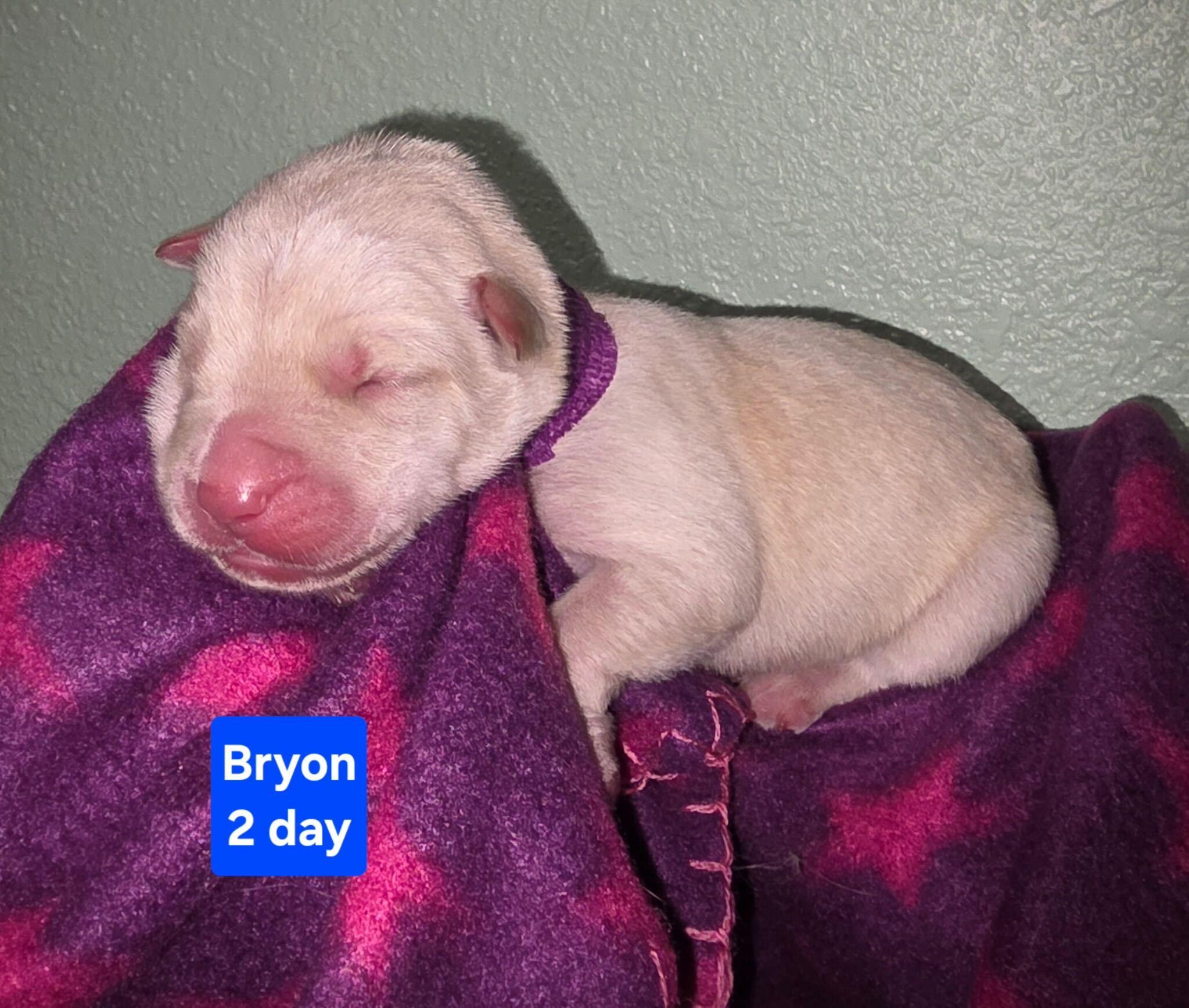 Byron, Adoptable, Puppy Male Husky & Siberian Husky.