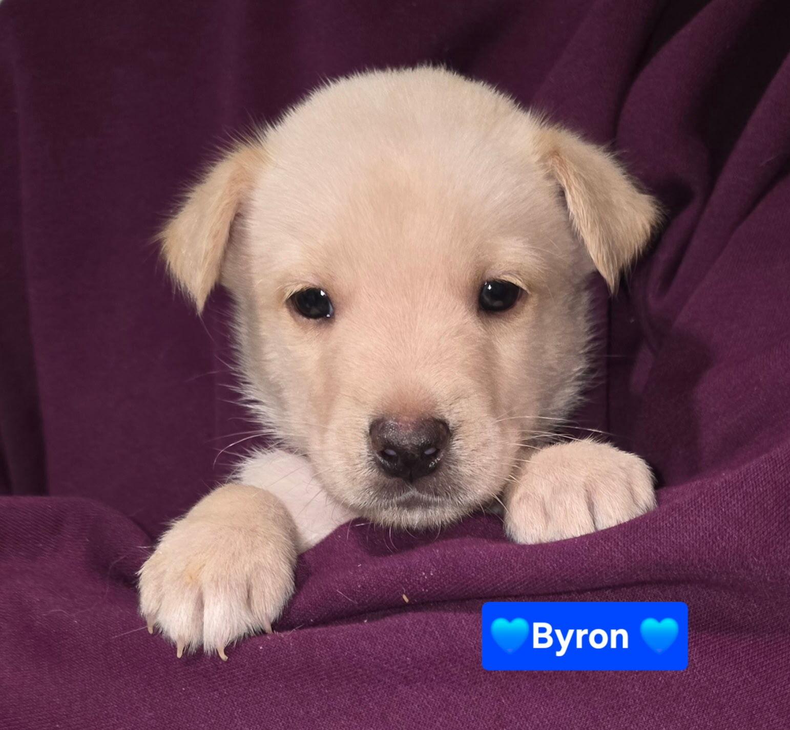 Byron, a Adoptable mixed breed in Cottonwood Heights, UT image 5/5