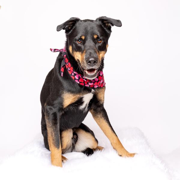 Grady, Adoptable, Adult Male Shepherd.