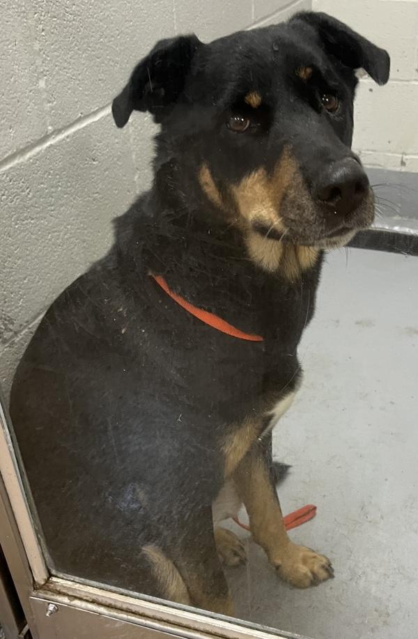 Enlarge Grady, a Adoptable mixed breed in Salem, OR image 2/3