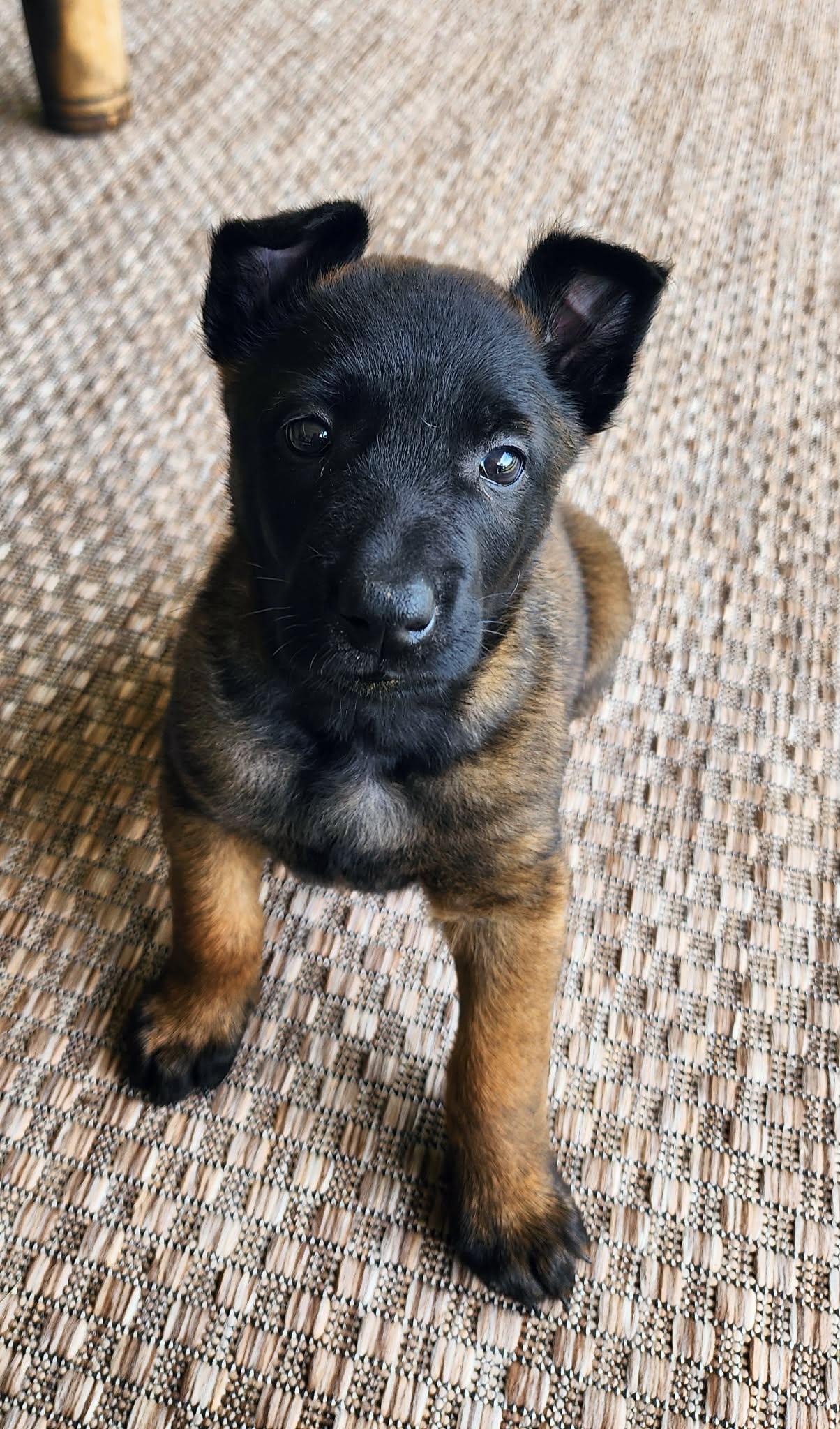 Winter Weather Litter’s Tempest, Adopted, Young Female Belgian Shepherd / Malinois.