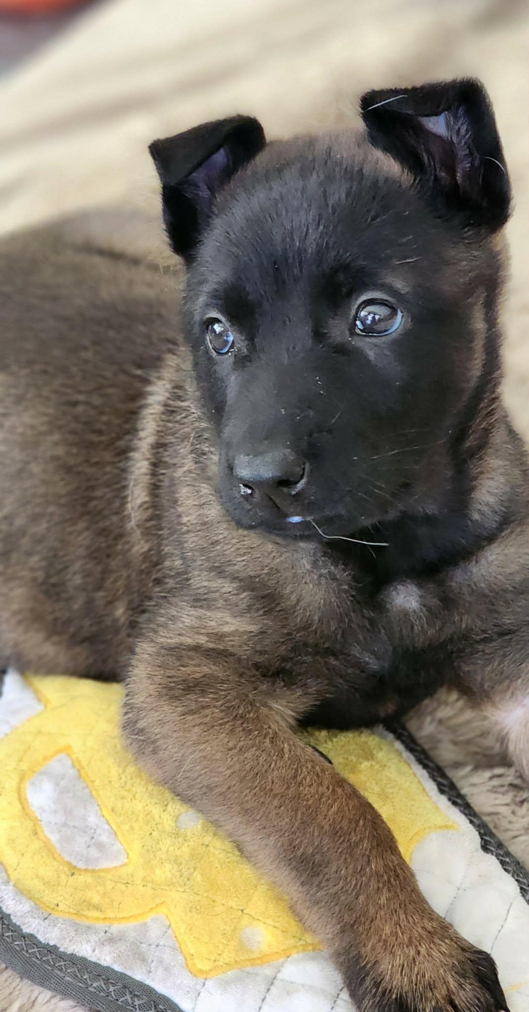 Winter Weather Litter’s Tempest, a Adopted Belgian Shepherd / Malinois in Vancouver, WA image 2/3