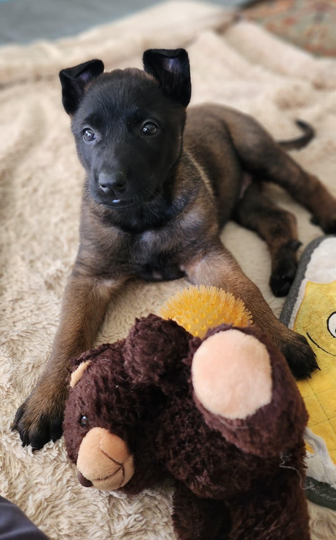 Winter Weather Litter’s Tempest, a Adopted Belgian Shepherd / Malinois in Vancouver, WA image 3/3