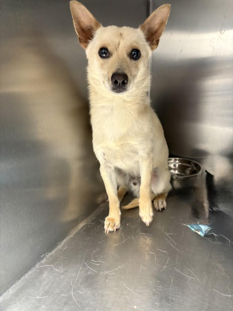TICK, Adoptable, Adult Male Chihuahua & Mixed Breed.