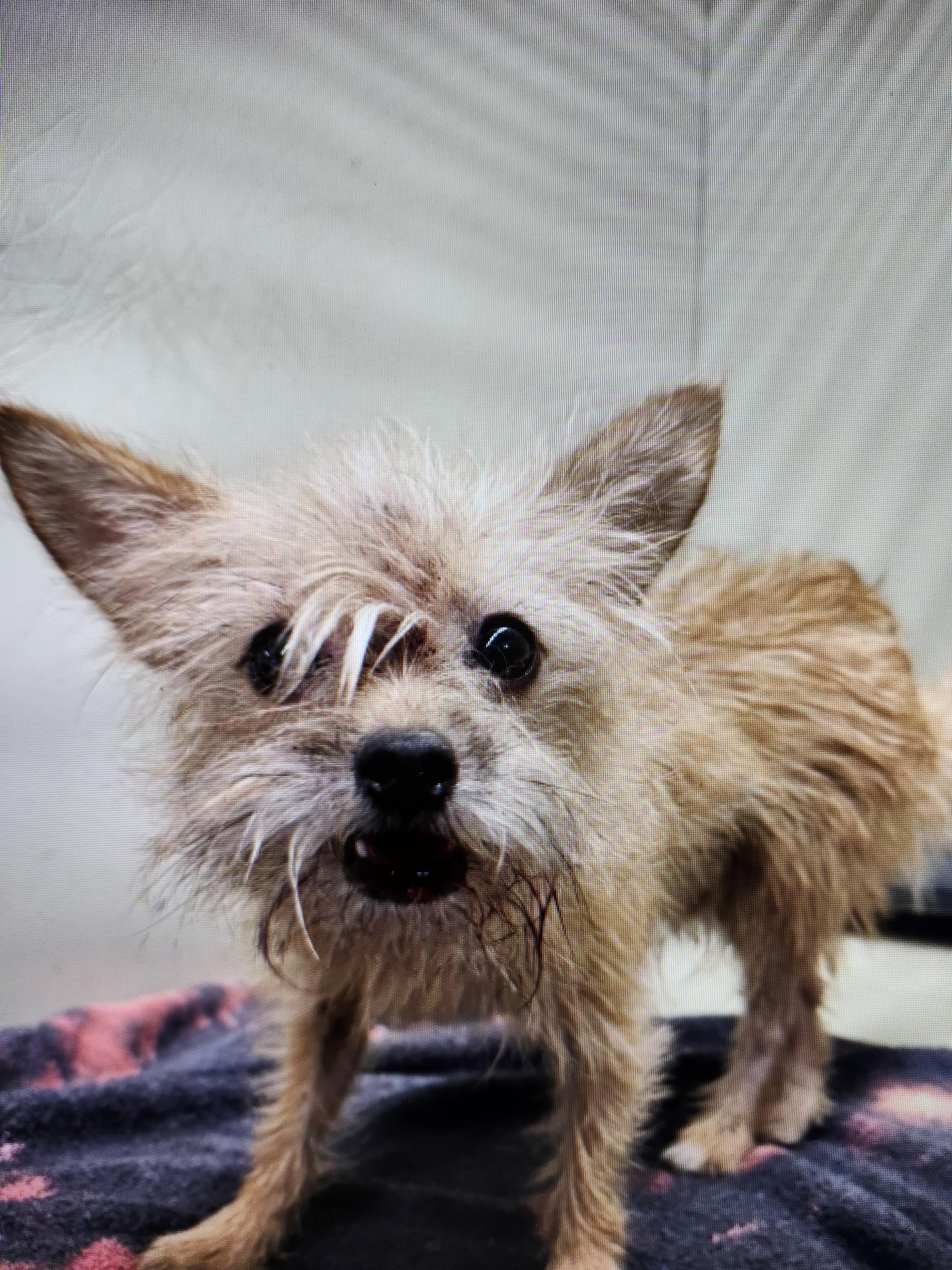 Baldy, adopted, Adult Male Terrier.