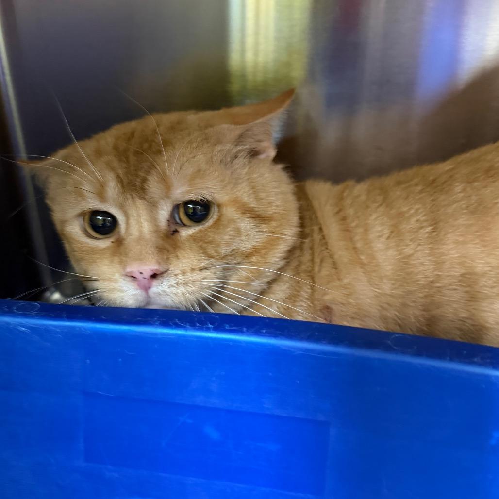 Enlarge Dullahan, a Adoptable Domestic Short Hair in Mankato, MN image 1/6