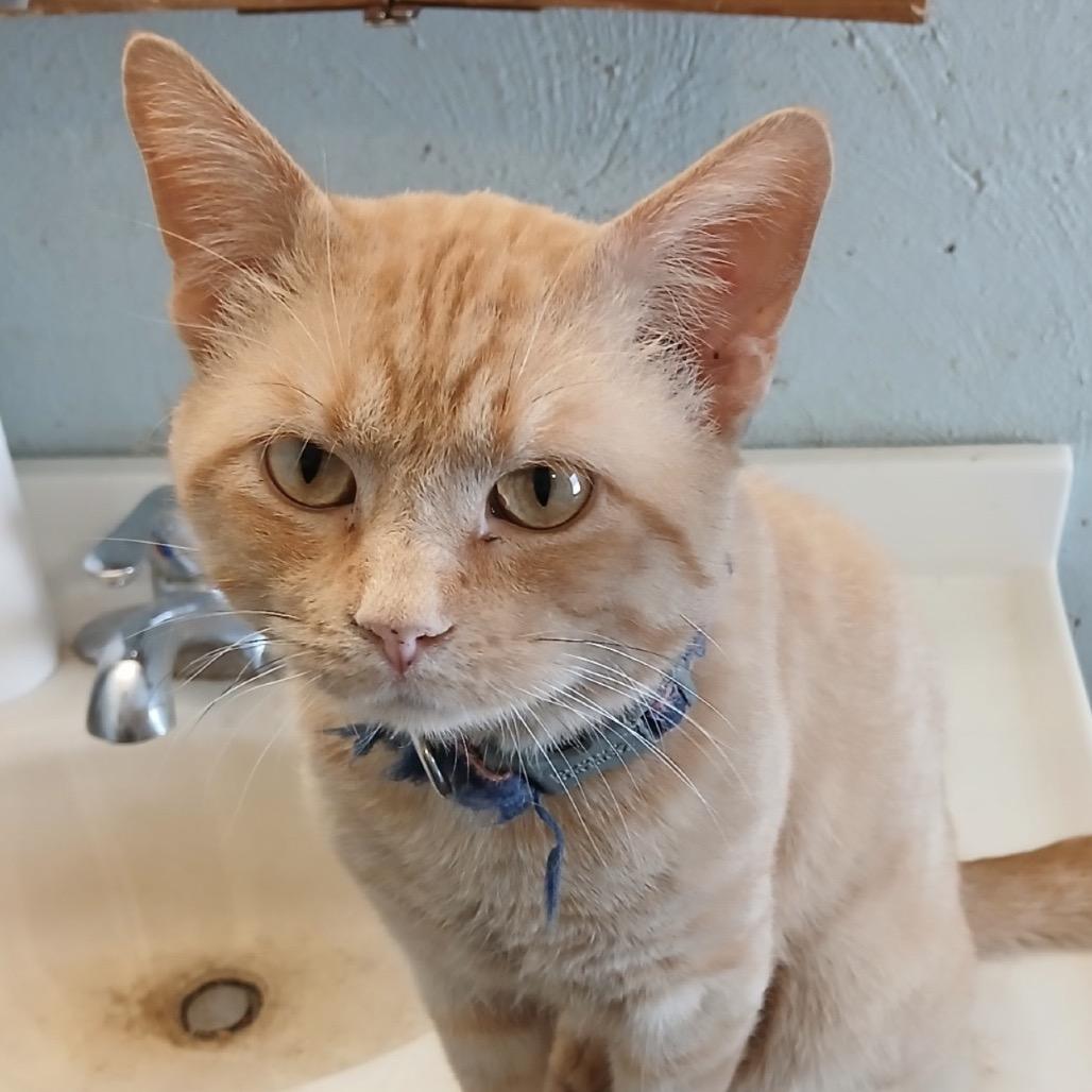 Dullahan, Adoptable, Adult Male Domestic Short Hair.