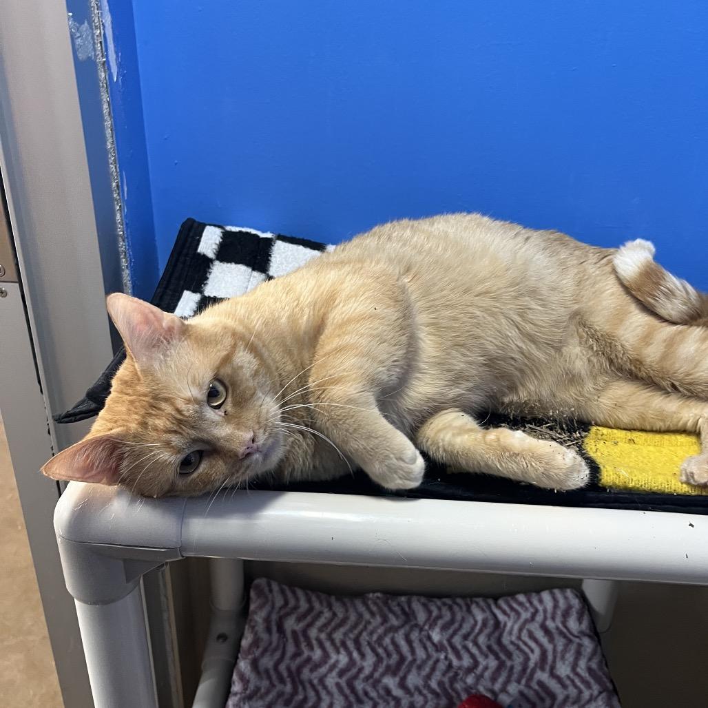 Enlarge Dullahan, a Adoptable Domestic Short Hair in Mankato, MN image 3/6