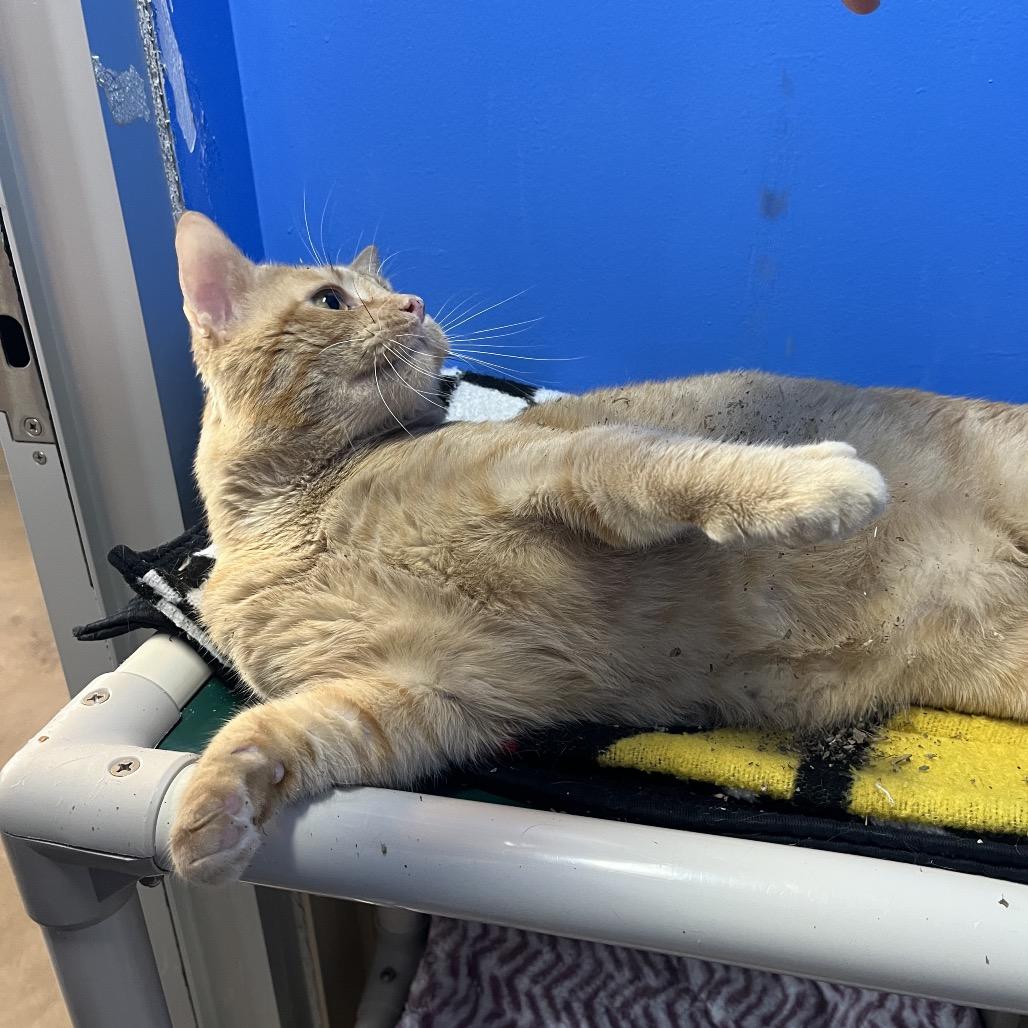 Enlarge Dullahan, a Adoptable Domestic Short Hair in Mankato, MN image 4/6