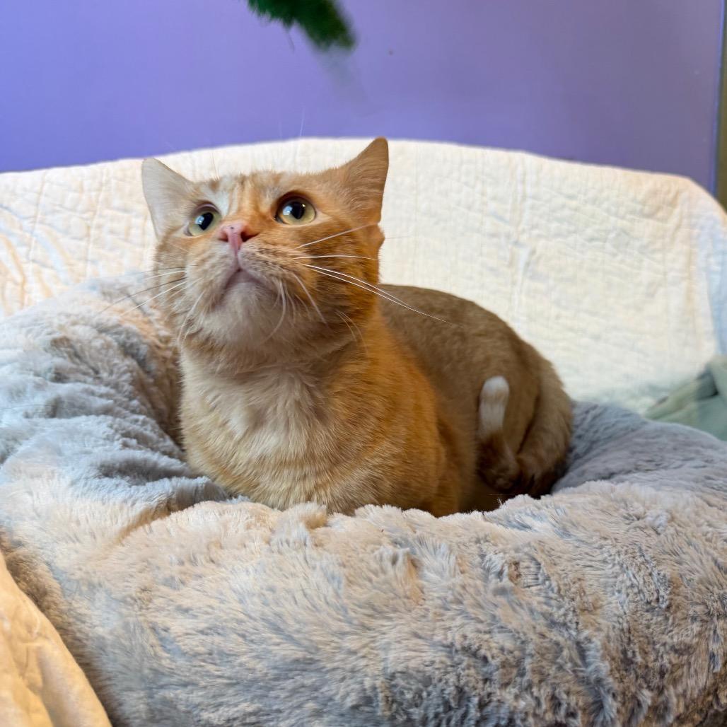 Enlarge Dullahan, a Adoptable Domestic Short Hair in Mankato, MN image 4/6