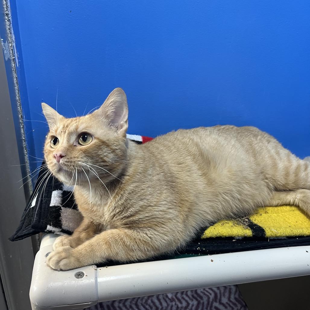 Enlarge Dullahan, a Adoptable Domestic Short Hair in Mankato, MN image 5/6