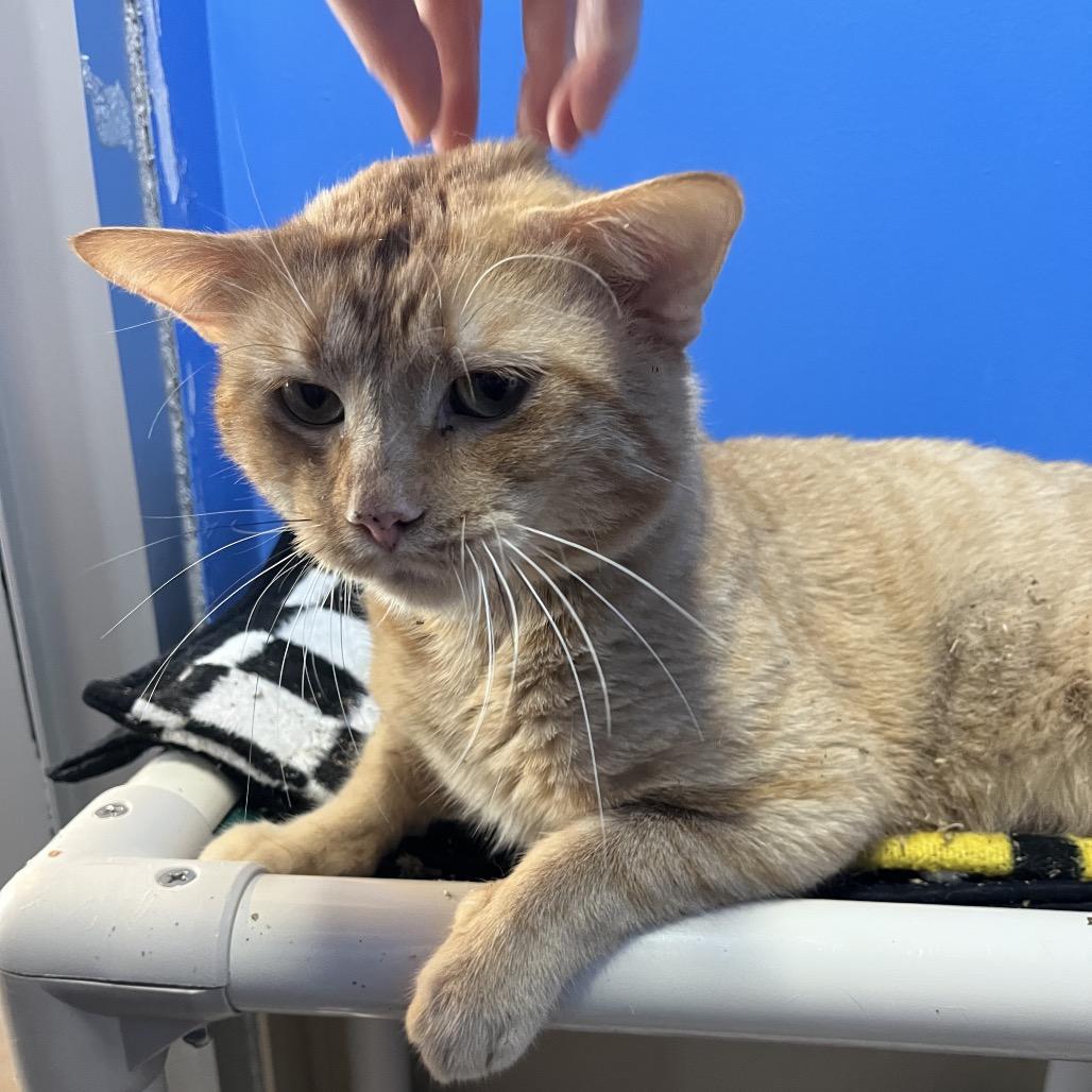 Enlarge Dullahan, a Adoptable Domestic Short Hair in Mankato, MN image 6/6