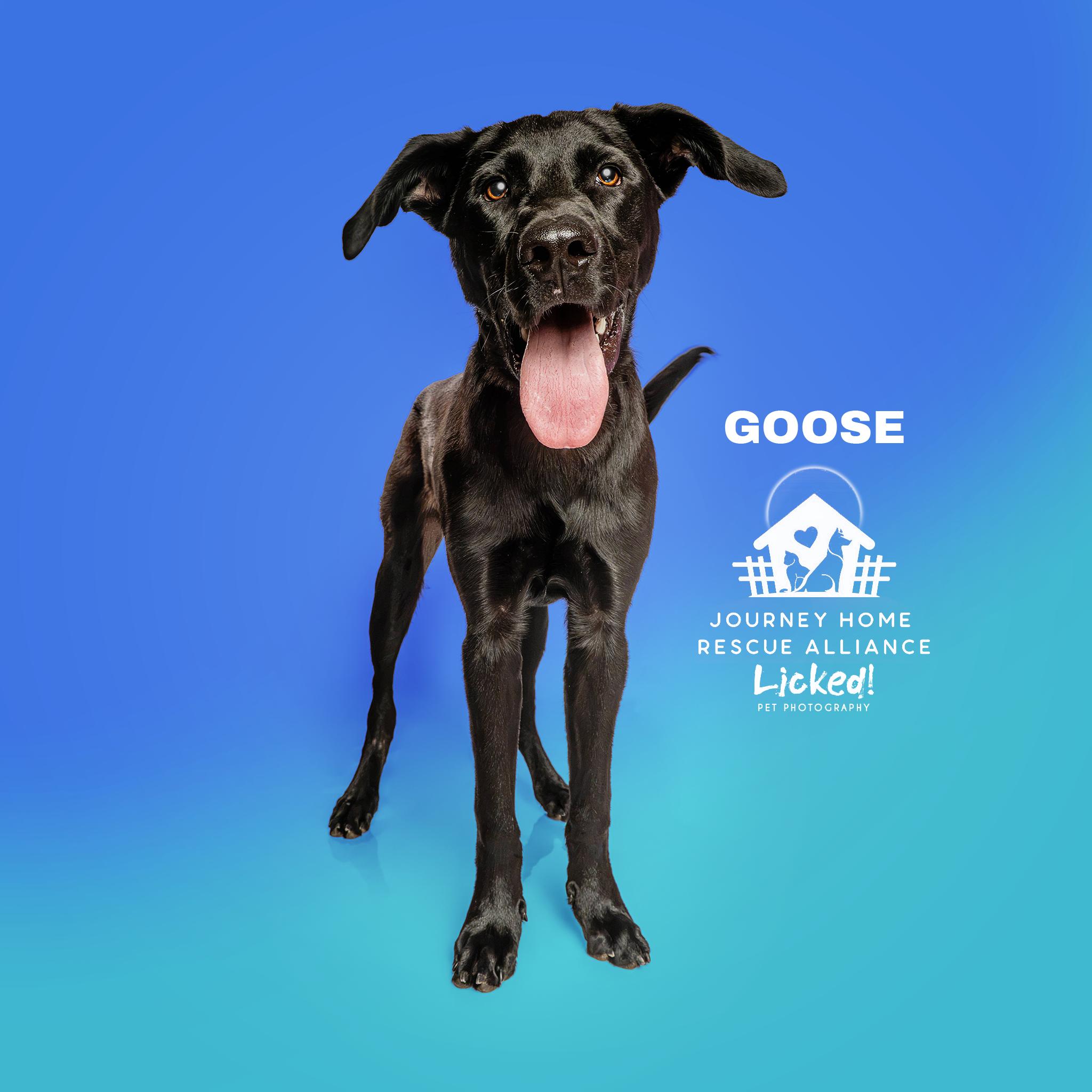 Goose, a ADOPTABLE mixed breed in Wando, SC image 5/6