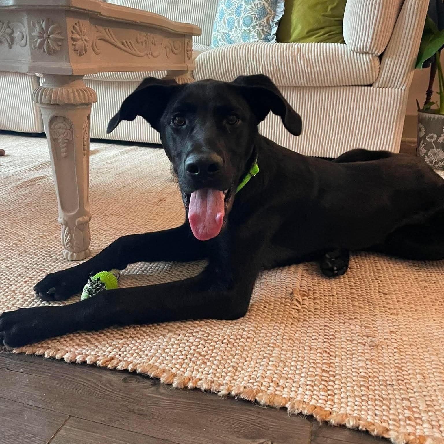 Goose, a ADOPTABLE mixed breed in Wando, SC image 2/6